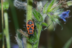 Pyrrhocoris apterus