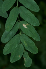 Parectopa robiniella