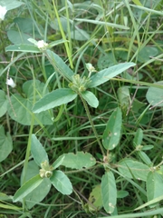 Croton glandulosus septentrionalis
