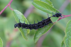 Aglais io