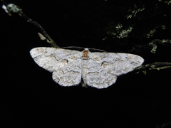 Iridopsis vellivolata