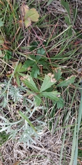 Potentilla intermedia