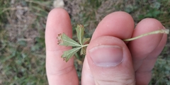 Potentilla intermedia