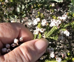 Erica spectabilis