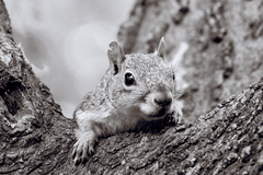Sciurus niger
