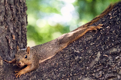 Sciurus niger