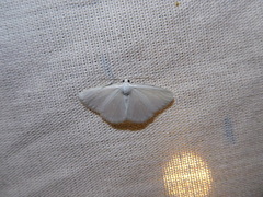 Lomographa vestaliata