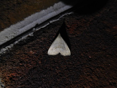 Macrochilo litophora
