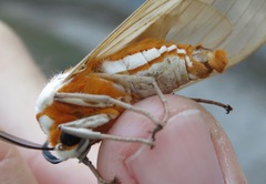 Amastus aconia rumina