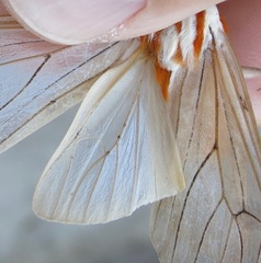 Amastus aconia rumina