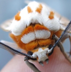 Amastus aconia rumina