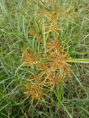 Cyperus esculentus leptostachyus