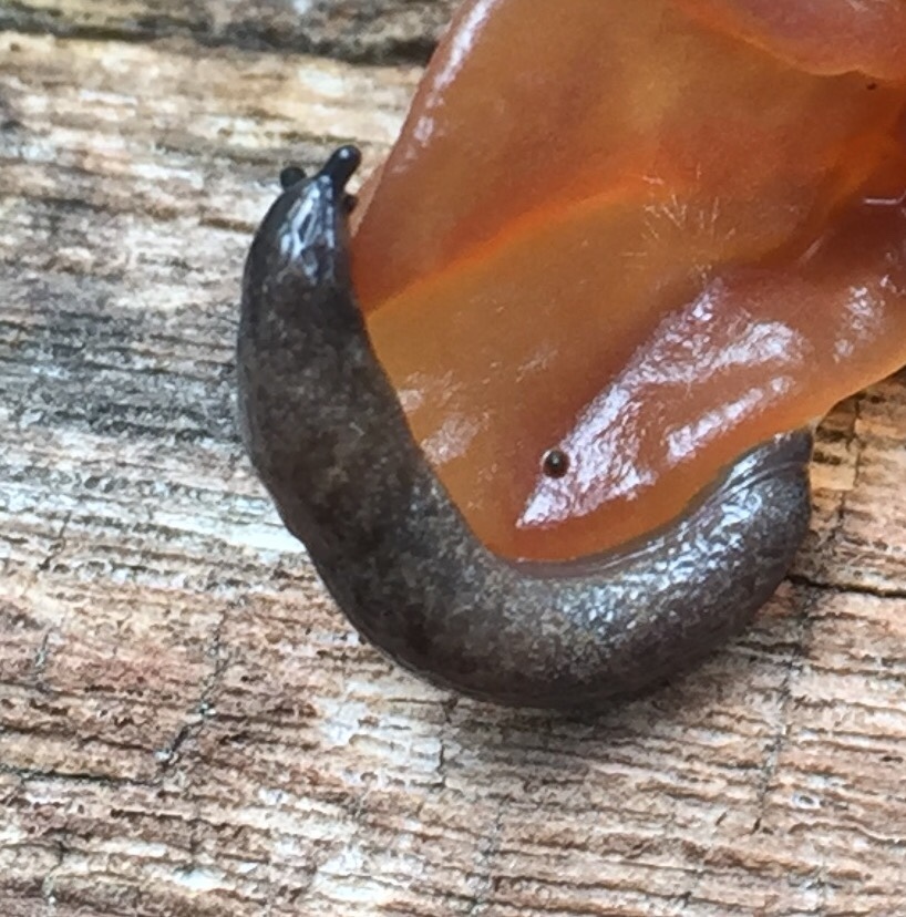 Arizona Mantleslug