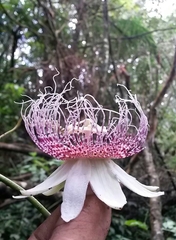 Passiflora metae