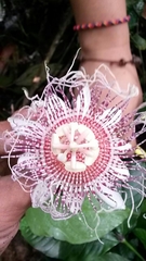 Passiflora metae