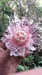 Passiflora metae