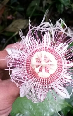 Passiflora metae