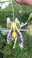 Passiflora seemannii