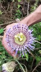 Passiflora seemannii
