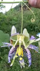 Passiflora seemannii