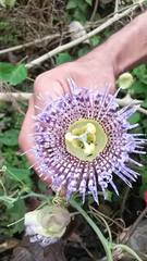 Passiflora seemannii