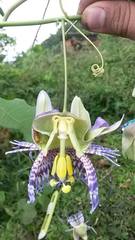 Passiflora seemannii