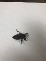 Nepoidea