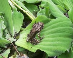 Sclerophrys gutturalis