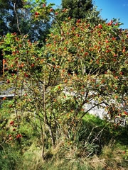 Rosa canina