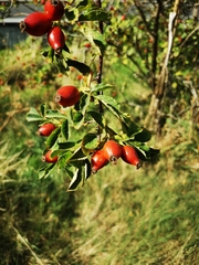 Rosa canina