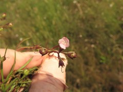 Agalinis skinneriana