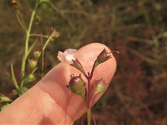 Agalinis skinneriana