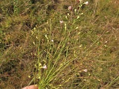 Agalinis skinneriana