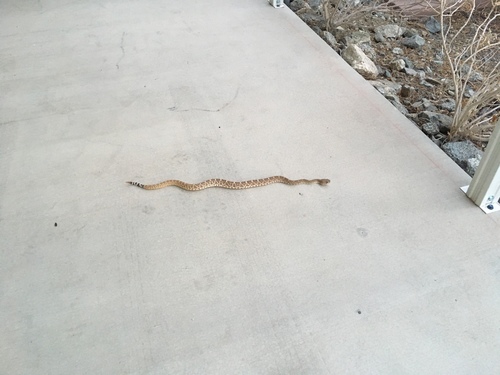 iNaturalist observation photo of Red Diamond Rattlesnake