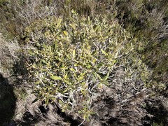 Olea exasperata