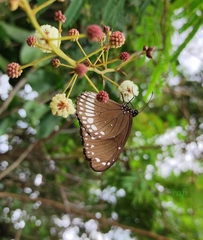 Euploea core
