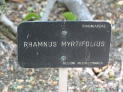 Rhamnus myrtifolia