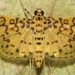 Asturodes bioalfae - Photo 由 Rich Hoyer 所上傳的 (c) Rich Hoyer，保留部份權利CC BY-NC-SA