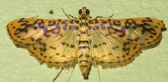 Image of Asturodes fimbriauralis