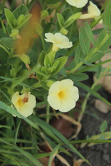 Thunbergia neglecta