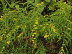 Solidago caesia caesia