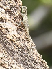 Psammophilus dorsalis