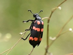 Hycleus biundulatus