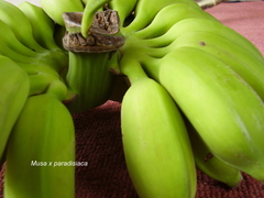 Musa