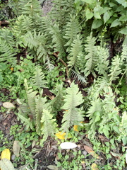 Phlebodium araneosum