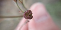 Alisma gramineum