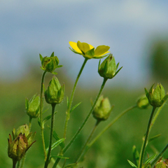 Potentilla multifida