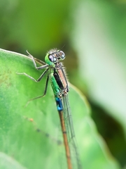 Ischnura senegalensis