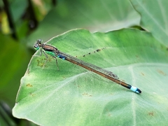 Ischnura senegalensis