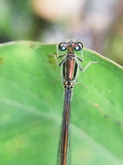 Ischnura senegalensis